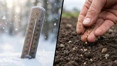 Wat te zaaien voor zaailingen in februari: tips van experts voor een volle tuin in mei