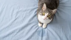 Kattensabotage: waarom je kat het bed 'bevuilt' en hoe je dit stopt