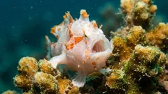 Vissen zijn niet stil: wetenschappers ontcijferen de geluiden van acht soorten